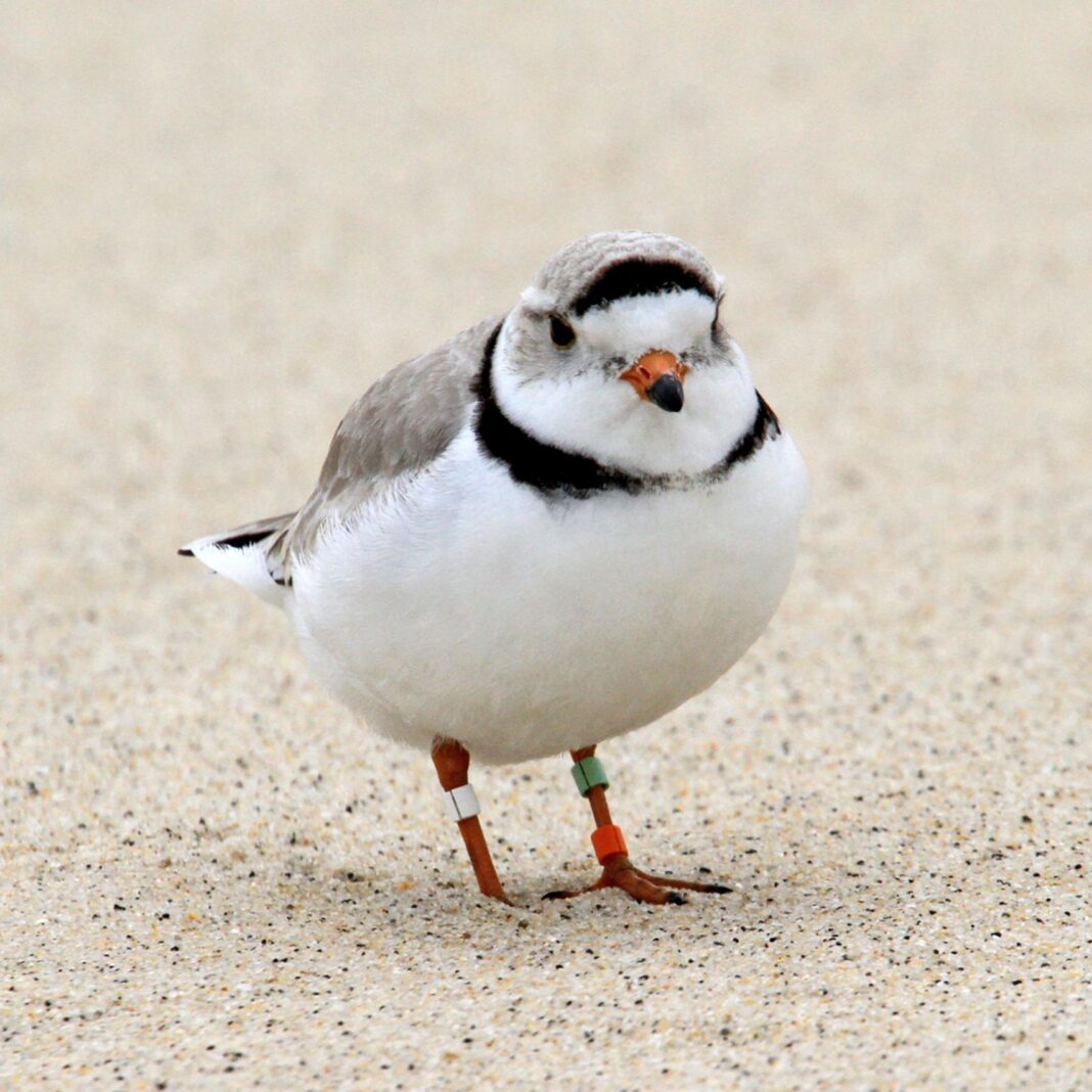 a banded plover
