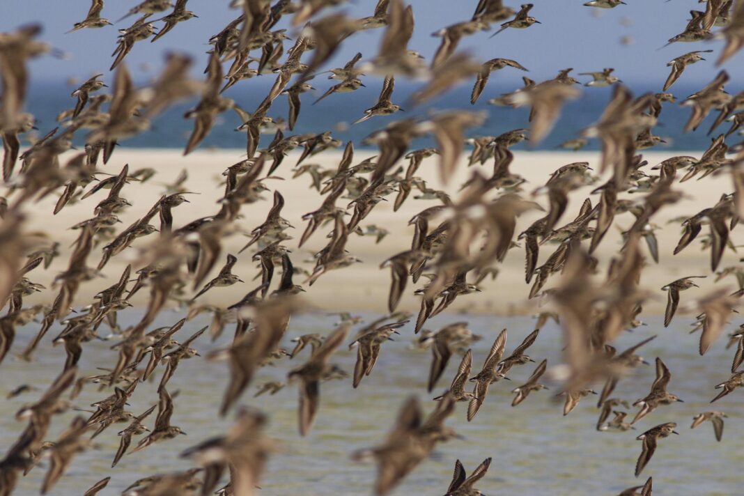 shorebirds in flight