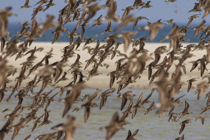 shorebirds in flight