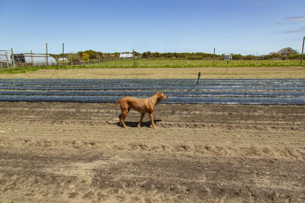 a dog walks on farm land