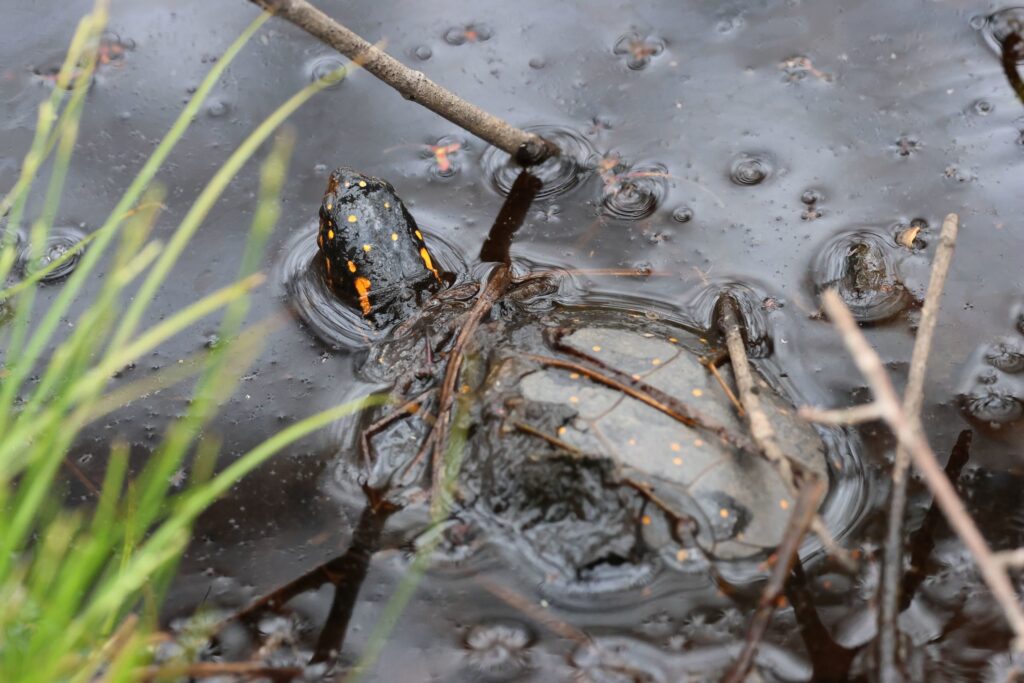 spotted turtle swims at windswept bog