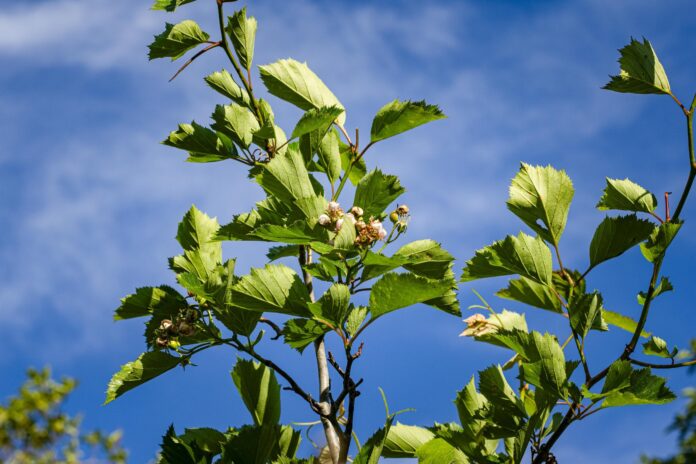 a rare bicknell's hawthron on nantucket