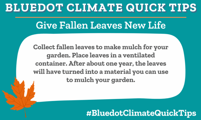 Collect fallen leaves to make mulch for your garden. Place leaves in a ventilated container. After about one year, the leaves will have turned into a material you can use to mulch your garden. If you don’t want to leave the fall leaves to pile up on your lawn (despite the benefits) you can save and store them in a ventilated container to create mulch for your garden instead.