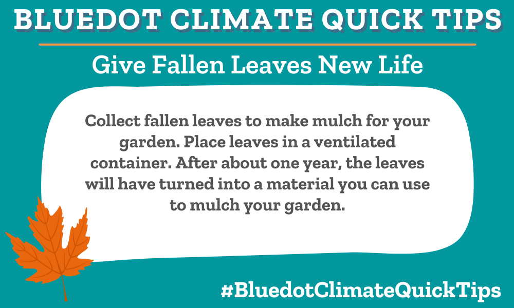 Collect fallen leaves to make mulch for your garden. Place leaves in a ventilated container. After about one year, the leaves will have turned into a material you can use to mulch your garden. If you don’t want to leave the fall leaves to pile up on your lawn (despite the benefits) you can save and store them in a ventilated container to create mulch for your garden instead.
