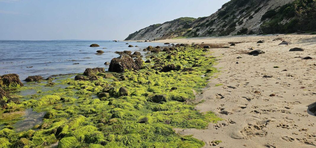 beach with cliffs and algae on rocks