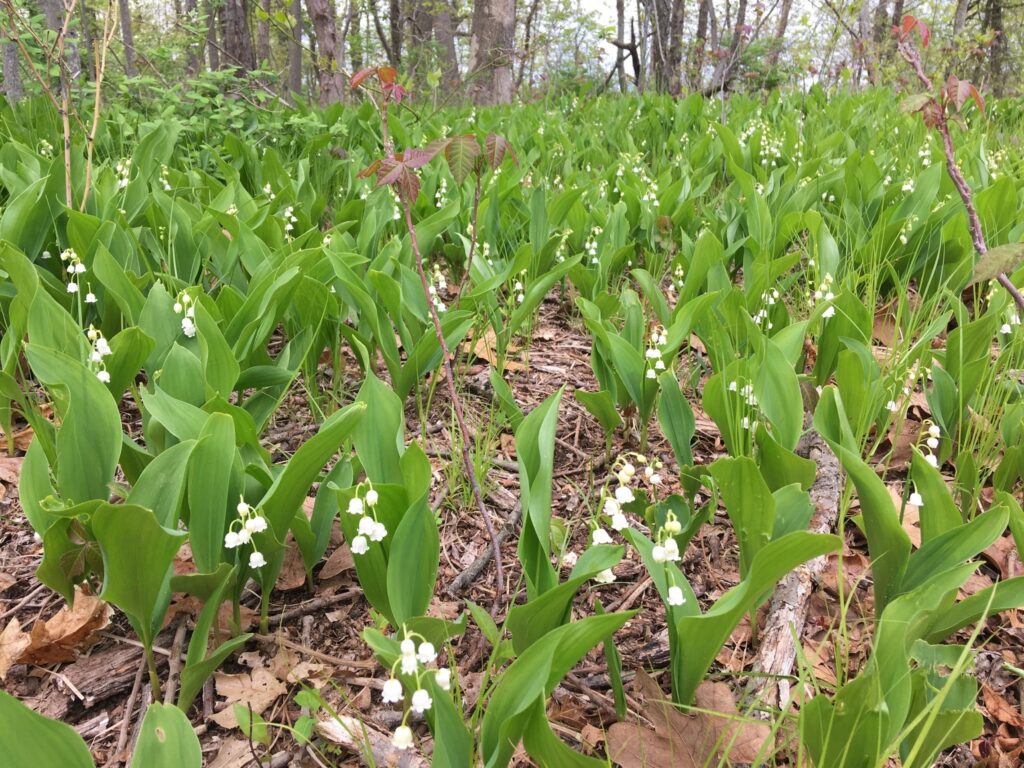 lily of the valley