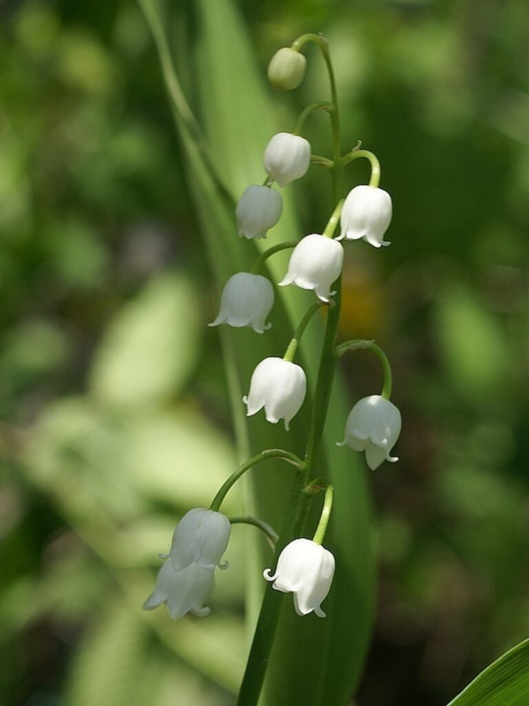 lily of the valley flowers