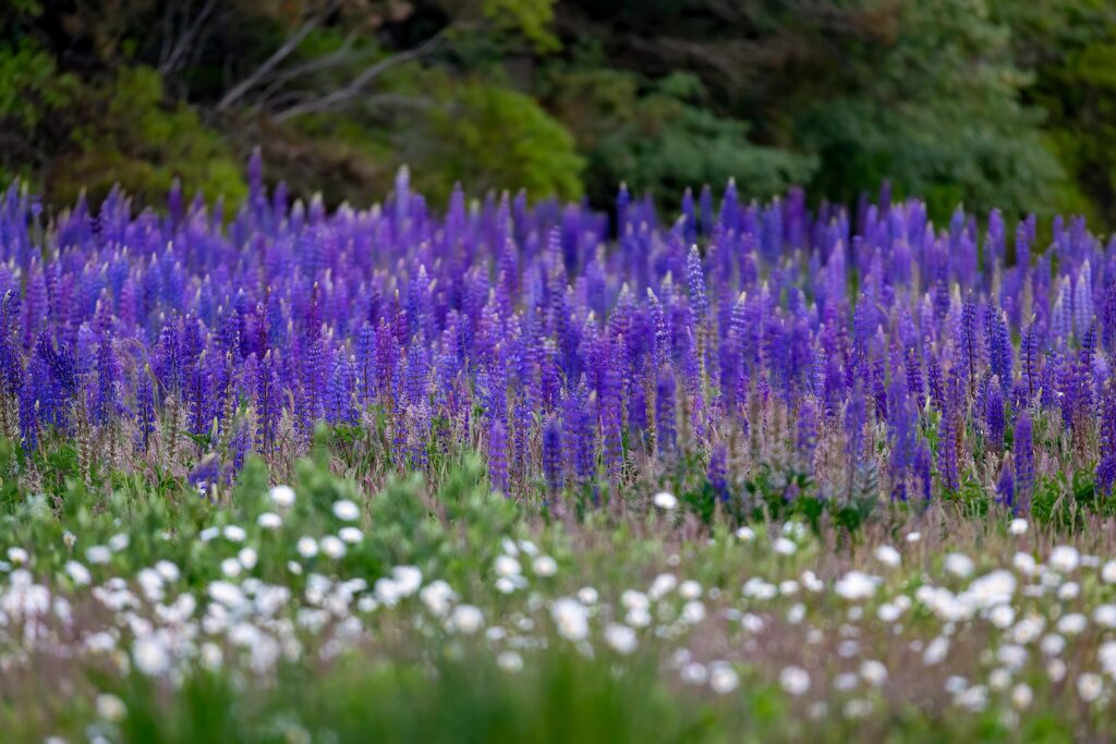 field of purple and white flowers