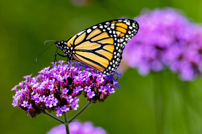 monarch butterfly resting on purple flowers