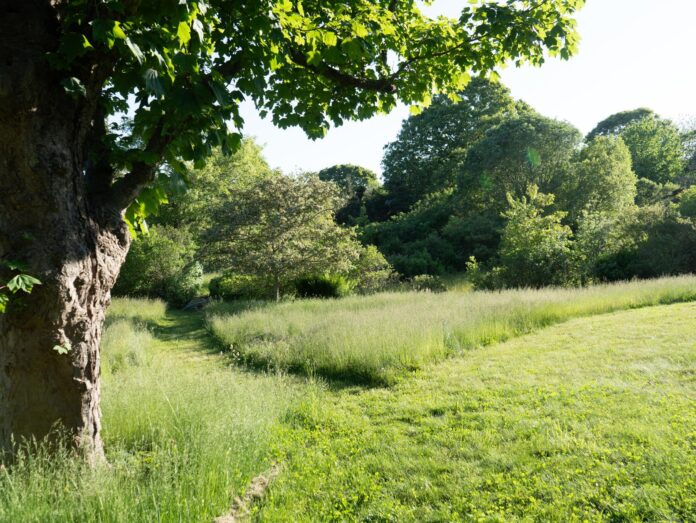 a green field filled with trees