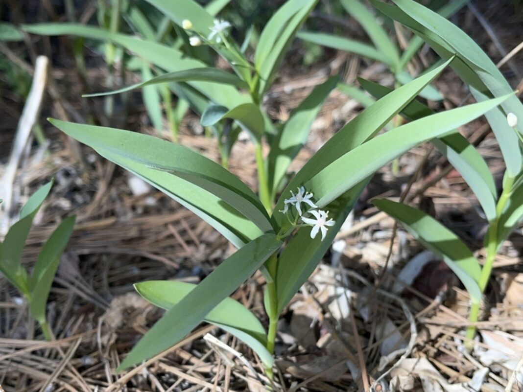 starry solomon's seal featuring little white flowers