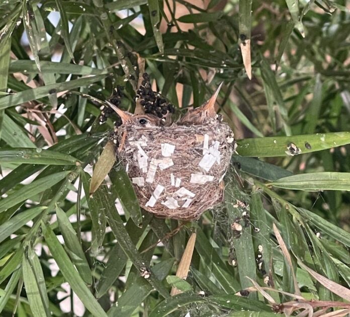 hummingbird-nest-khalverson hummingbird nest with two small beaks peeking ut