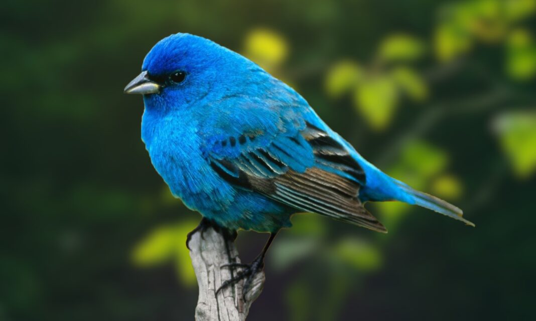 a bright blue indigo bunting