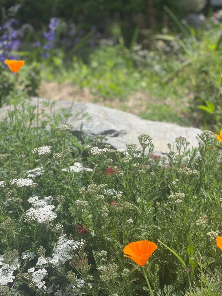 orange poppies and white flowers 