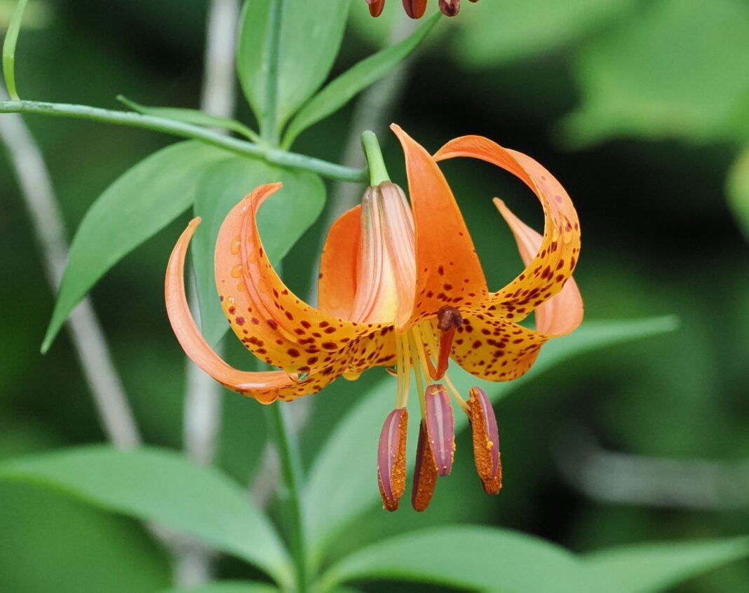 a bright orange michigan lily flower