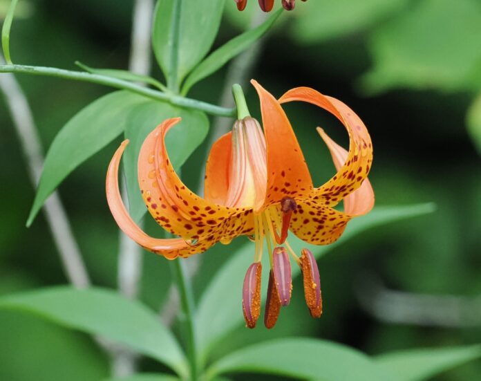 a bright orange michigan lily flower