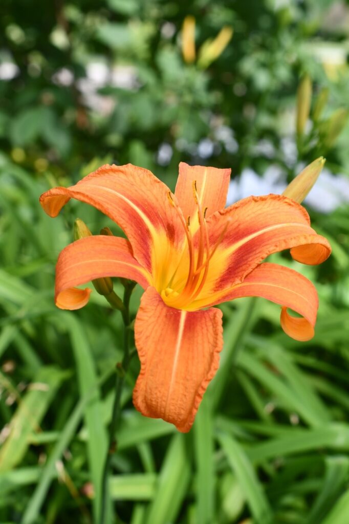 a bright orange daylily