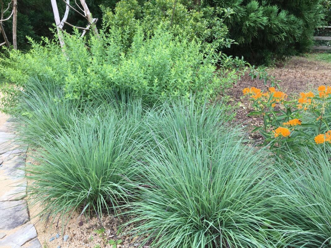 little bluegrass nursery