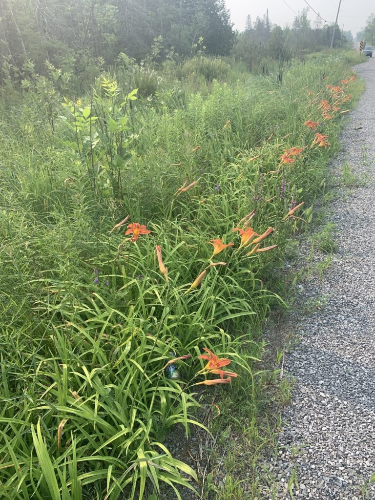 orange daylilies invade a patch of tall grass