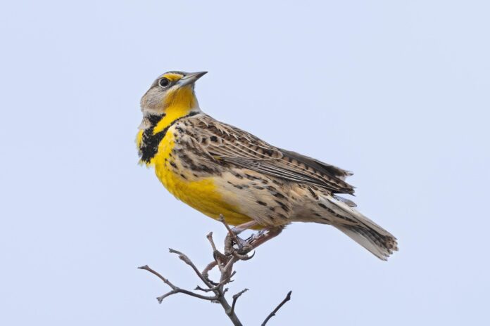 a western meadowlark sits on top of a branch