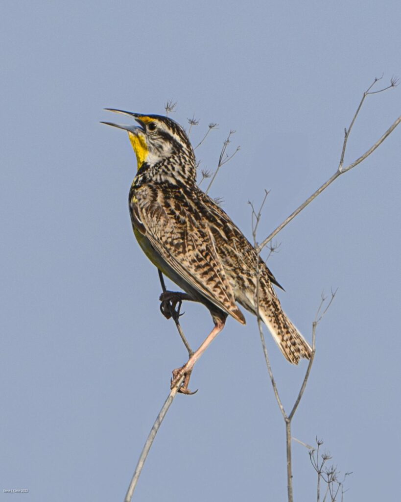 a male western meadowlark