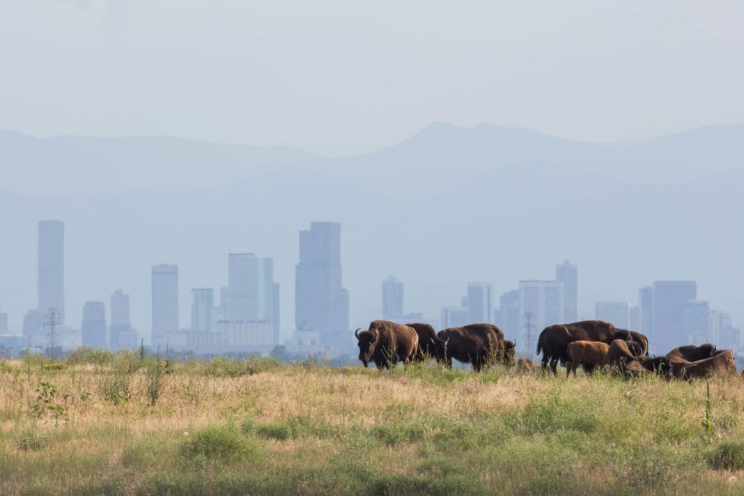 bison located in the rocky mountain arsenal