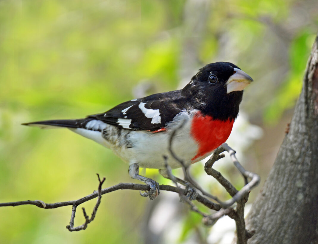 adult male rose-breasted grosbeak perched on a branch