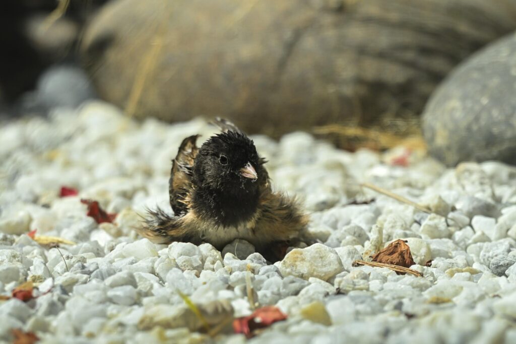 Dark-eyed Junco takes a dust bath