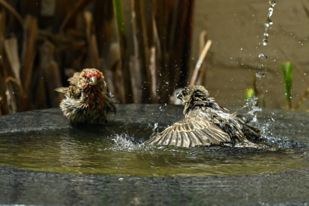 two house finches in a bird bath