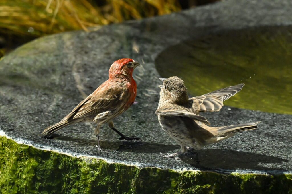 two house finches in a bird bath