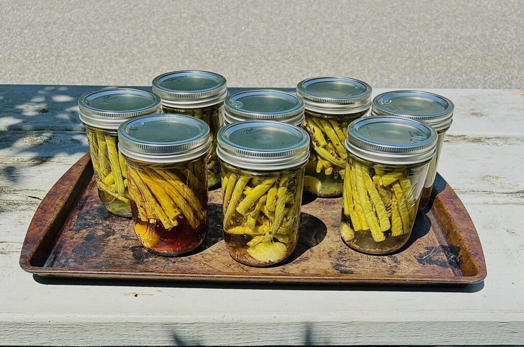 pickled green beans in jars