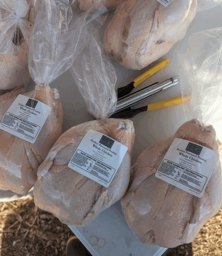 chicken processed and packaged
