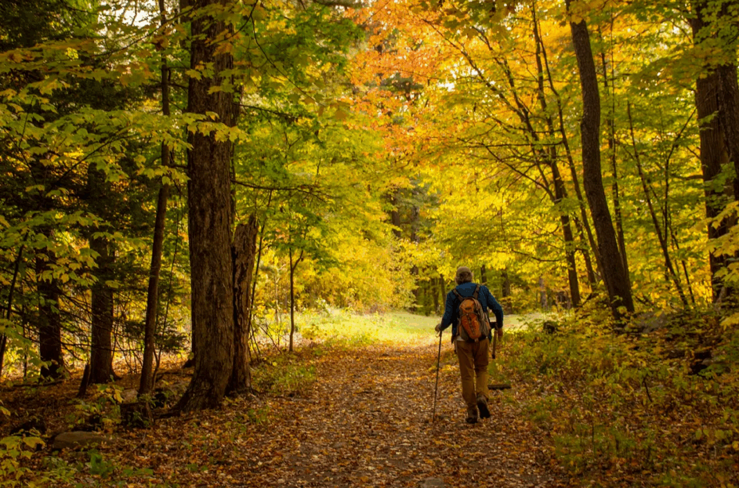 a person walking through a trail of trees on a bright day in the fall