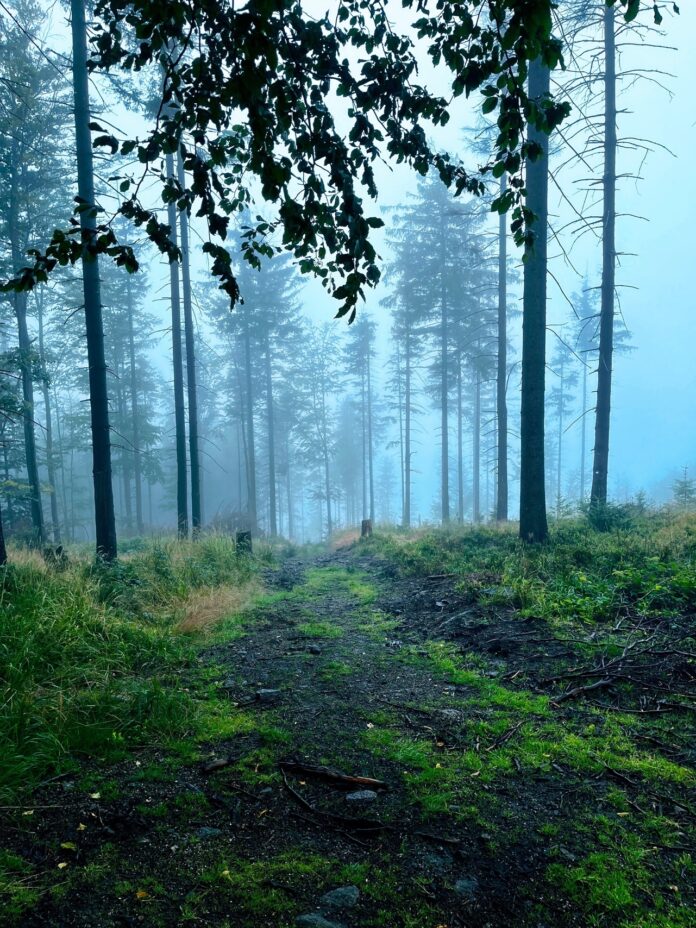 a misty mountain forest after rain