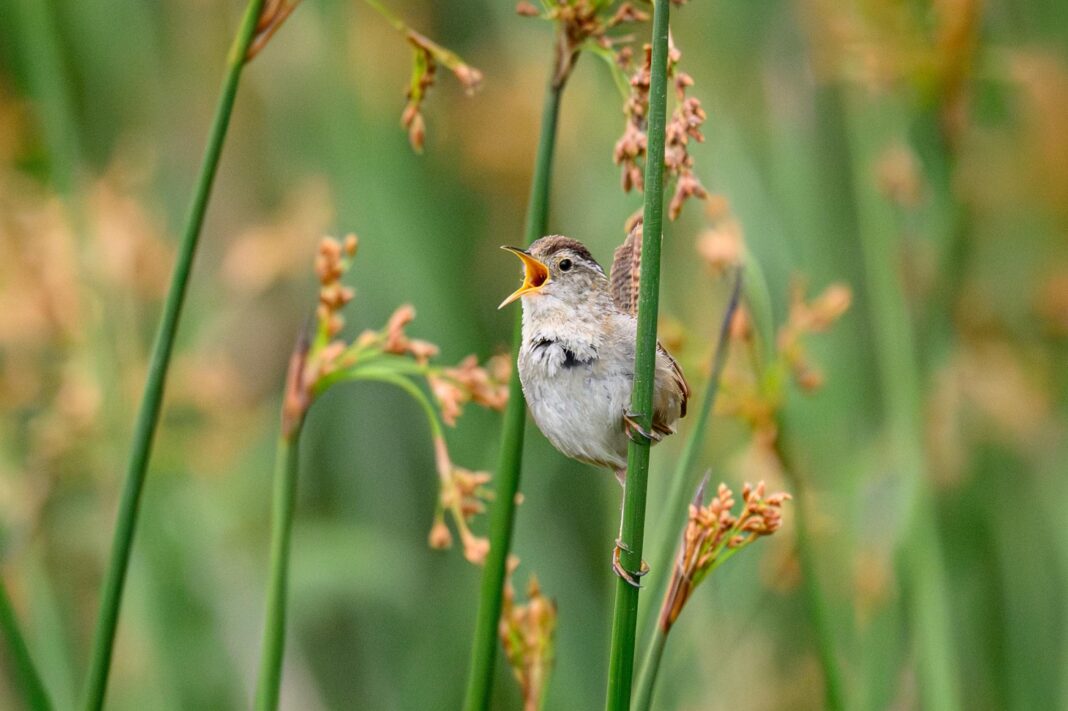 a male harsh wren sings on a branch