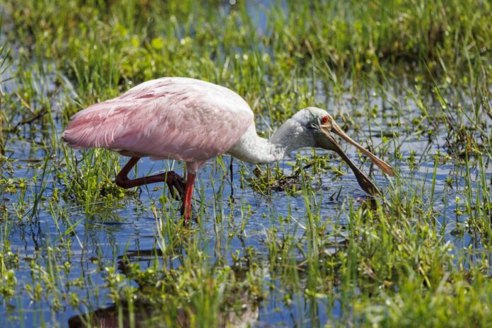 roseate spoonbill