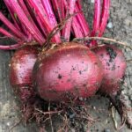 raw beets with orange vinaigrette