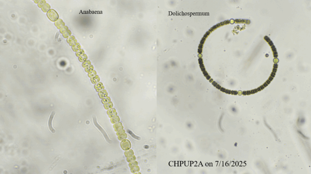 different types of cyanobacteria under a microscope