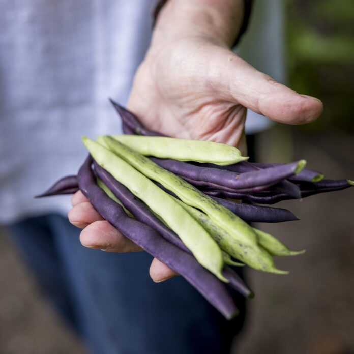 a hand holding purple peas
