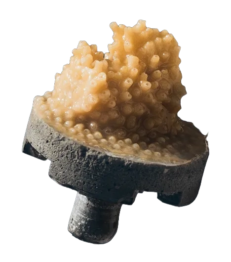 Adopt a Coral Program