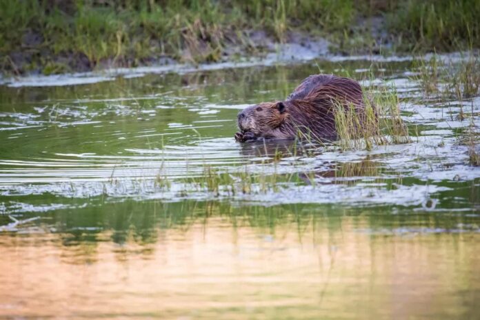 a beaver in the Lamar River