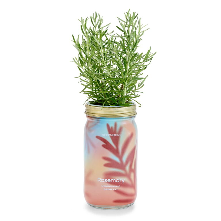 A jar with rosemary growing out of it.