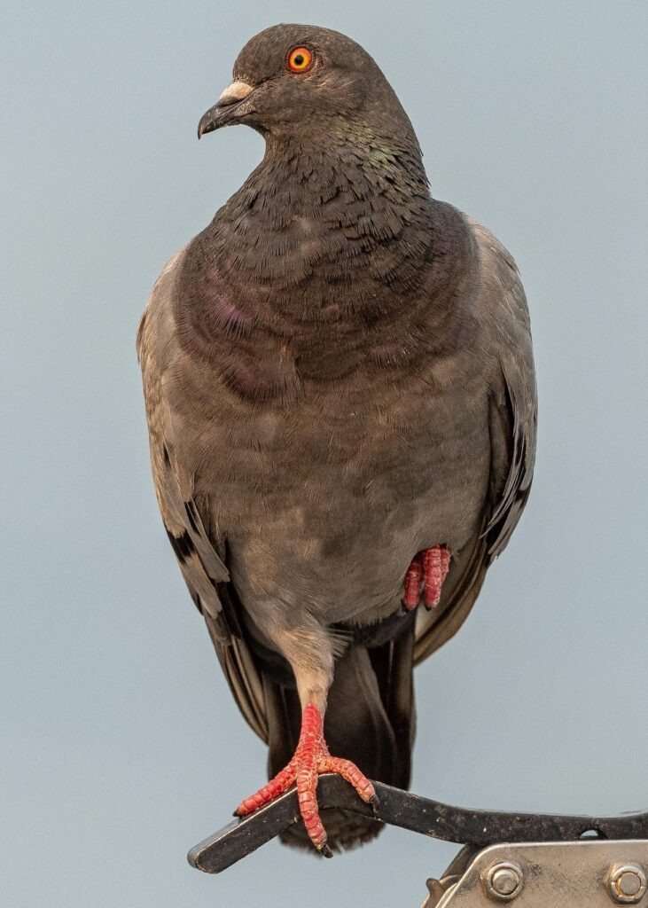 rock pigeon