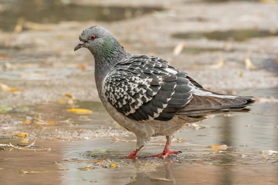 common rock pigeon