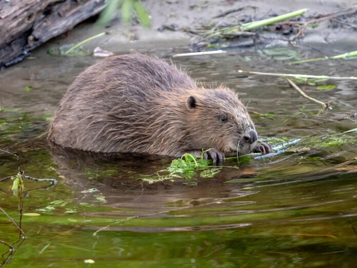 beaver eaten bracken