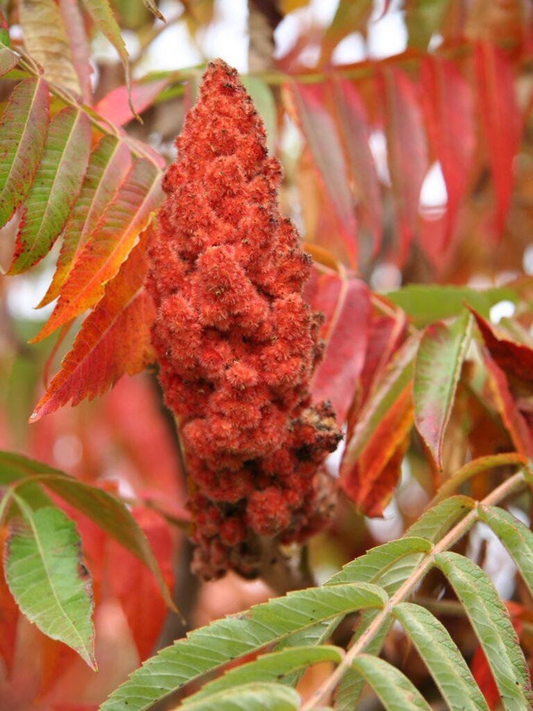 Staghorn Sumac 