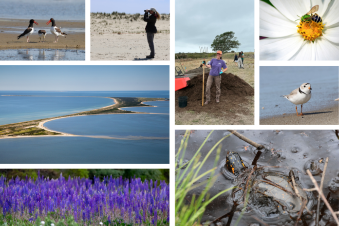 a collage of photos from bluedot living's nantucket page