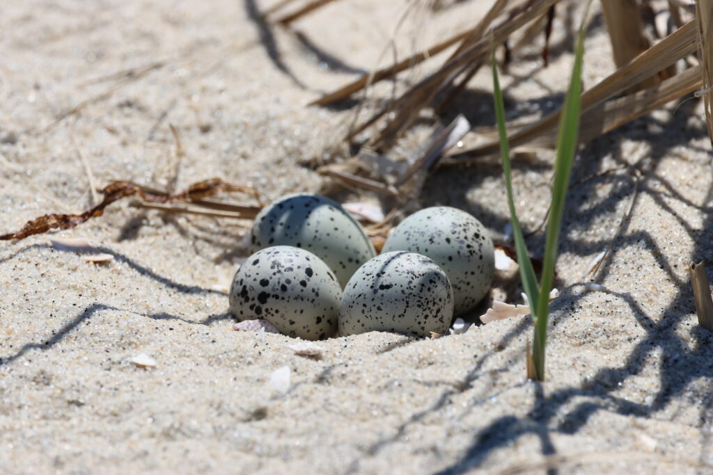 piping plover eggs