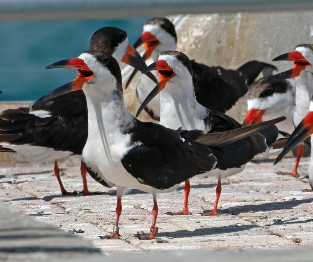 black skimmer birds