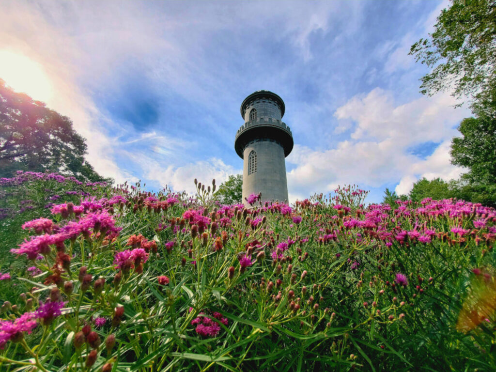 Washington Tower wildflower meadow